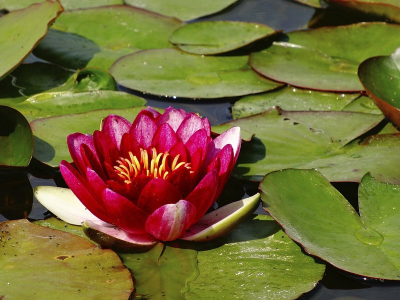 El legado de España en waterpolo: logros y triunfos